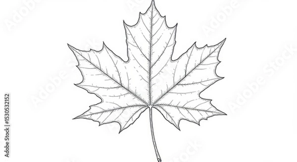 Fototapeta Detailed Line Drawing of a Maple Leaf in Full View