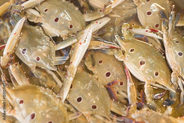 Obraz stack of a crab