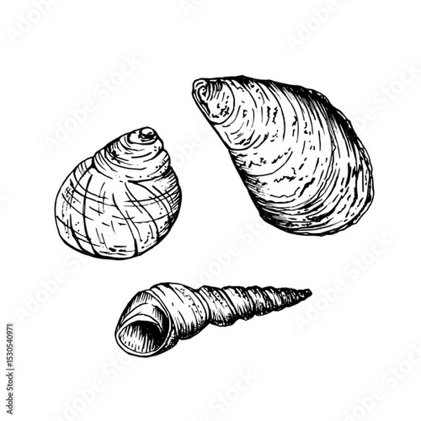 Fototapeta A set of seashells. A rounded snail shell, a larger curved conch and a slender tapered spiral shell. Sketch in line art style painted by black inks. Hand drawn vector illustration isolated on white.