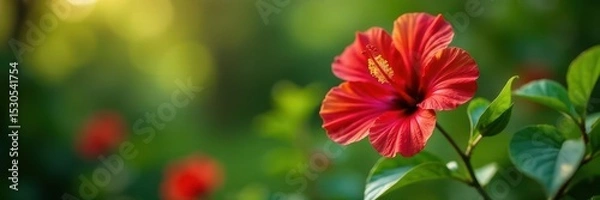Obraz Single red hibiscus, out-of-focus verdant backdrop, petal, red