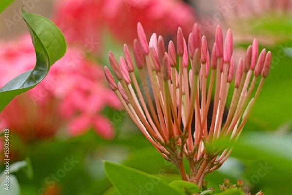 Fototapeta A beautiful pink tropical West Indian Jasmine flower with buds on long stems about to open