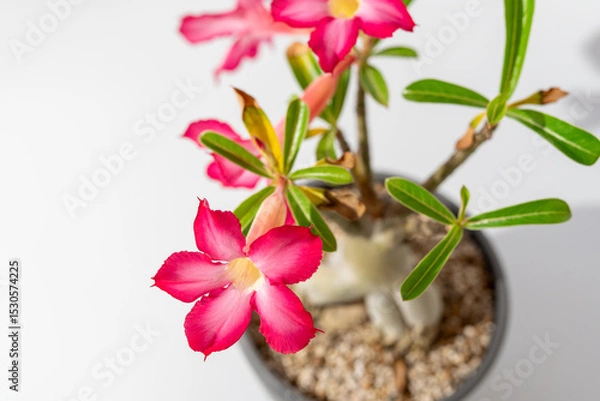 Obraz 白背景に赤い花を咲かせたアデニウム