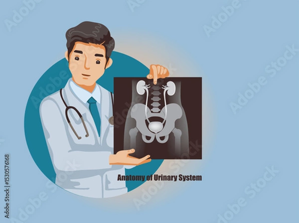 Fototapeta Doctor holding an X-ray of Anatomy of Urinary System