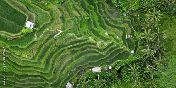 Fototapeta Aerial view of green rice field in terrasse of tegalalang in Bali - Indonesia