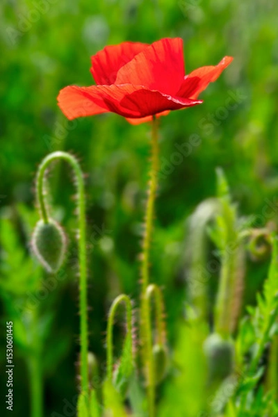 Obraz Poppy flower