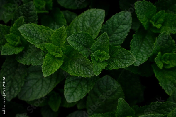 Obraz Fresh green mint leaves arranged in a lush cluster on display outdoors