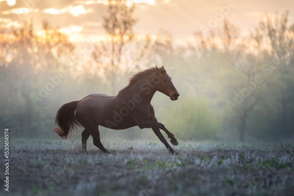 Obraz Bay horse run free in fog