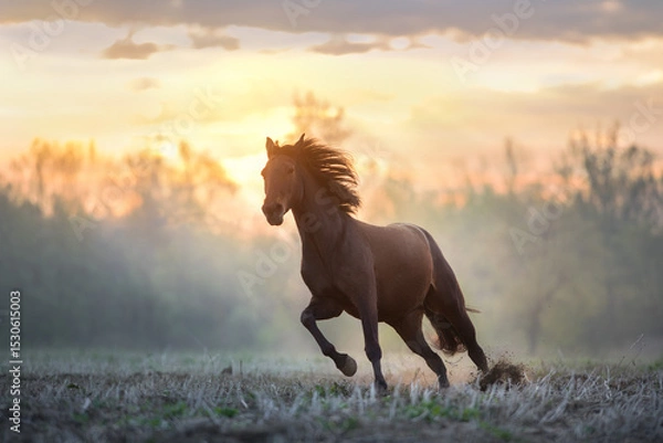 Obraz Bay horse run free in fog