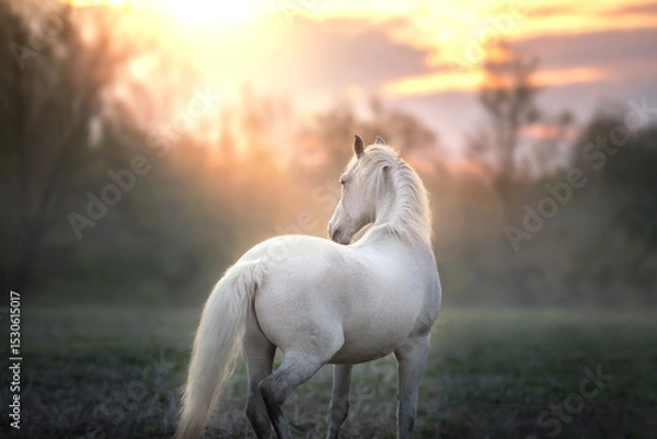 Obraz White horse with long mane in sunlight