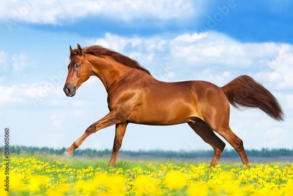 Obraz Horse run in flowers