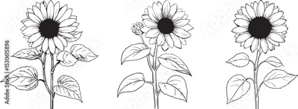 Fototapeta Hand-Drawn Sunflower Silhouette Set Featuring Bloom Variations with Leaves and Bud in Black Vector Style