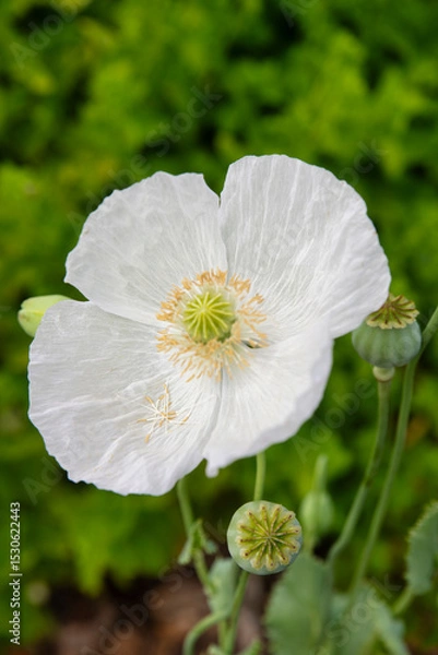 Obraz White poppy flower blooming in garden with blurred green background
