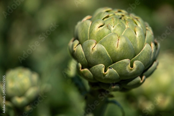 Obraz Close-Up of Fresh Green Artichoke in Garden