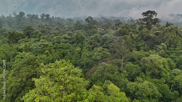 Obraz Tropical rainforest canopy emerging from fog in the early morning