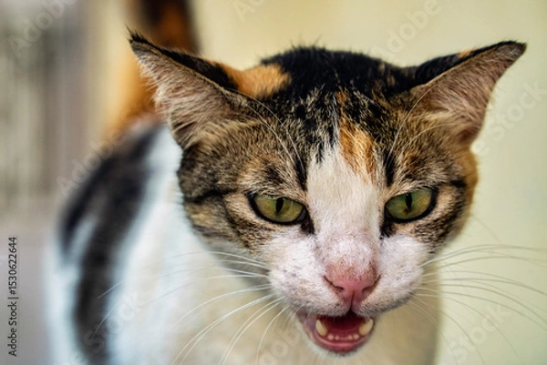 Obraz Calico cat expressing emotion with intensity