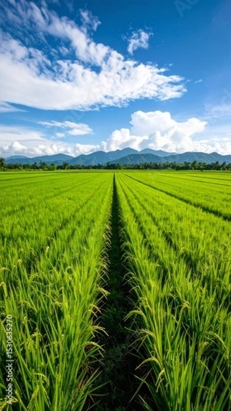 Fototapeta Green rice fields stretch out with a backdrop of mountains and blue sky 