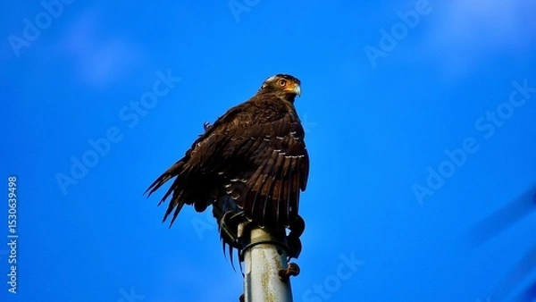 Obraz 沖縄県西表島のカンムリワシ