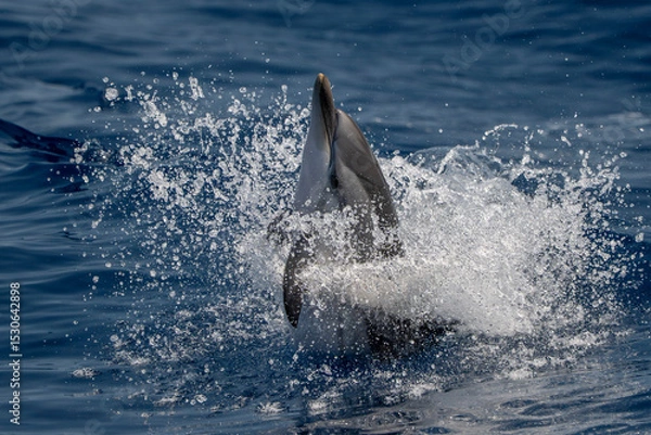 Fototapeta jumping striped dolphin detail in splashes