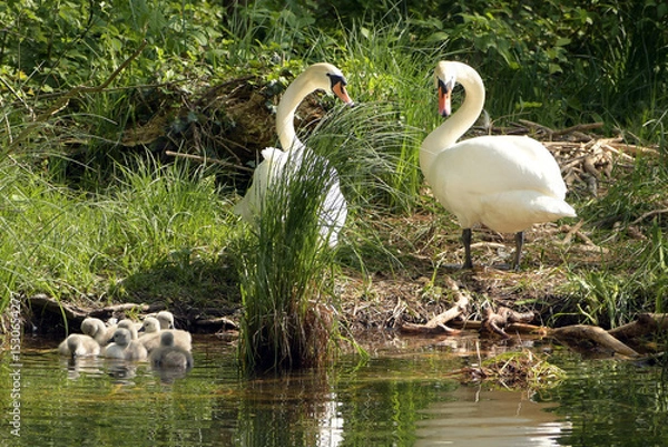 Obraz schwanenfamilie