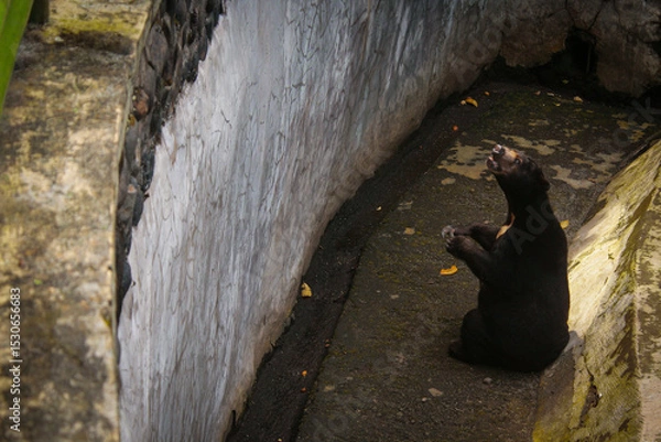 Fototapeta Sun Bear in the zoo. Sun bears belong to the Ursidae family and are the smallest of the eight bear species in the world.