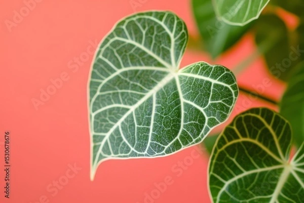 Obraz Close-up of heart-shaped leaves with intricate veins.