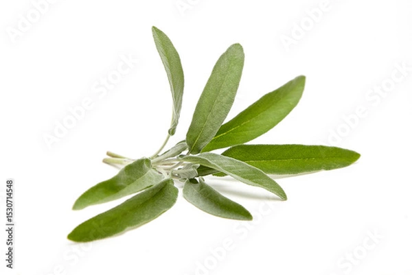 Fototapeta A fresh sage sprig with soft, vibrant green leaves, showcasing fine texture and natural elegance, isolated on a clean white background