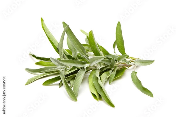 Fototapeta A vibrant bundle of fresh sage leaves with soft, textured foliage in shades of green, displayed on a white background. Perfect for culinary or herbal applications
