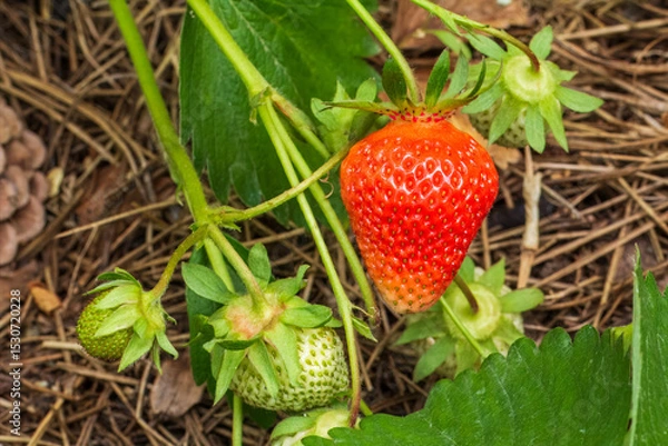 Fototapeta Strawberry bush with ripe and unripe berries.
