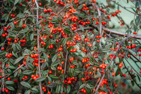 Fototapeta Cotoneaster Franchetii with Red Berries and Green Leaves