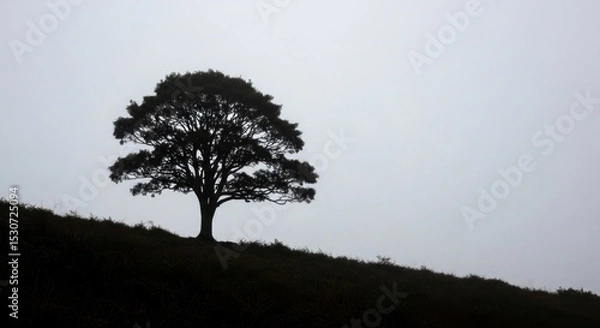Obraz A silhouette of a tree on a hill against a light gray sky with a foggy and misty atmosphere view