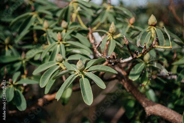 Fototapeta Rhododendron Auritum Branches with Flower Buds