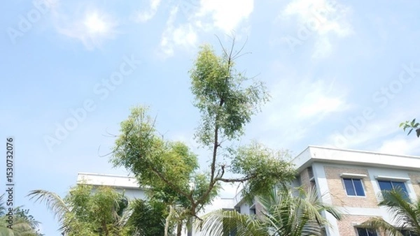 Obraz white house with trees