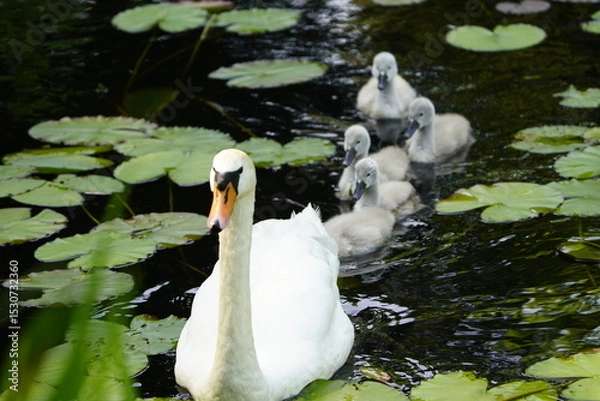 Fototapeta Mute swan (Cygnus olor) Anatidae family, with cute fluffy babies. Location: Cemetery Stoecken, Hanover - Germany. June 12, 2025