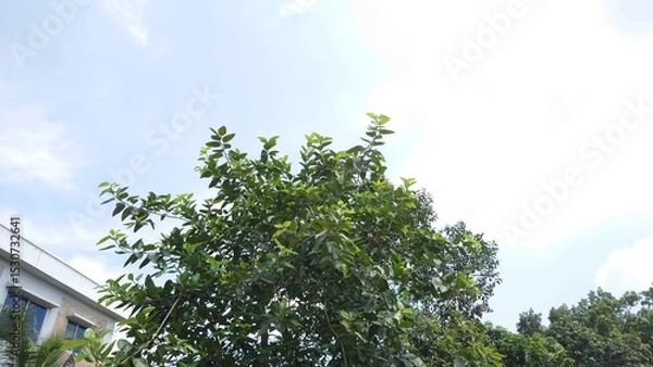 Obraz Tree with sky view