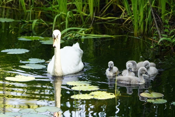 Fototapeta Mute swan (Cygnus olor) Anatidae family, with cute fluffy babies. Location: Cemetery Stoecken, Hanover - Germany. June 12, 2025