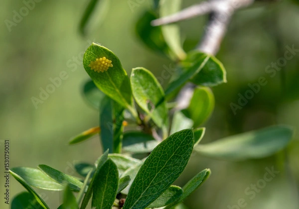Fototapeta Eggs of the Hawthorn Butterfly (Aporia crataegi) on the leaves of the Hawthorn plant in Izmir - Bozdag