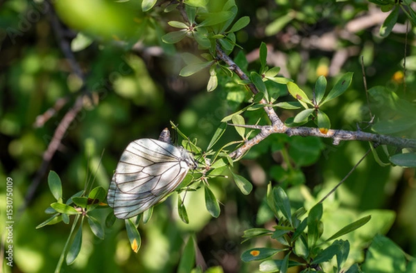 Fototapeta The moment when the Common Hawthorn Butterfly (Aporia crataegi) lays its eggs on a plant leaf in Bozdag, Izmir