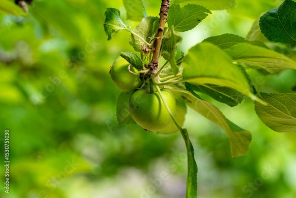 Fototapeta The European crab apple, Malus sylvestris, also known as the European wild apple or simply crab apple, is a species of the genus Malus. Its scientific name reflects its habitat, "forest apple"