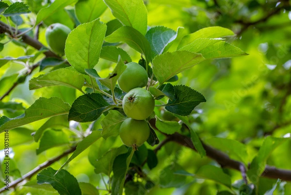 Fototapeta The European crab apple, Malus sylvestris, also known as the European wild apple or simply crab apple, is a species of the genus Malus. Its scientific name reflects its habitat, "forest apple"