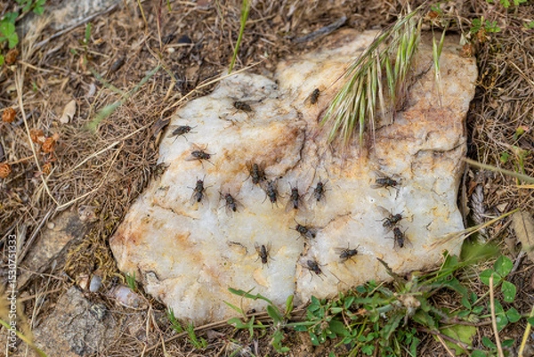 Fototapeta Houseflies gathered on the heated stone in the cool weather in Bozdağ, Izmir.