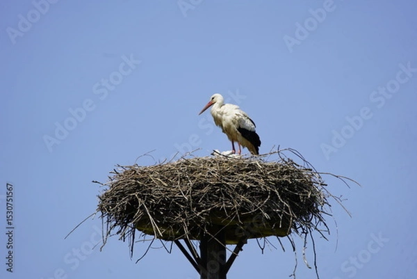 Fototapeta White stork (Ciconia ciconia) with chicks in the nest, Hanover Leinewiesen, Germany on June 12, 2025.