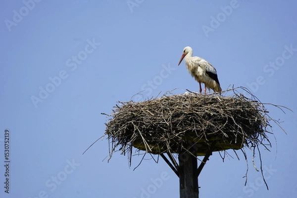 Fototapeta White stork (Ciconia ciconia) with chicks in the nest, Hanover Leinewiesen, Germany on June 12, 2025.