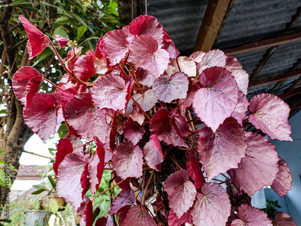 Fototapeta Photo of beautiful plants in the yard. Vitis coignetiae, called red glory vine. Dark green during the growing season, turning orange-red in the fall.