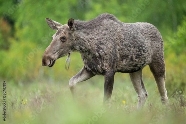 Obraz Moose cow walking on the forest meadow