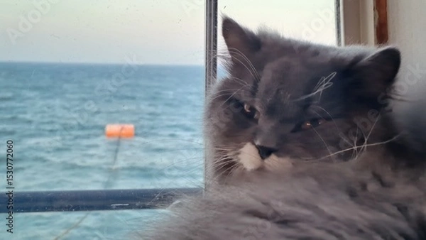 Obraz cat on the beach