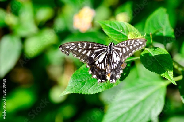 Obraz アゲハチョウ