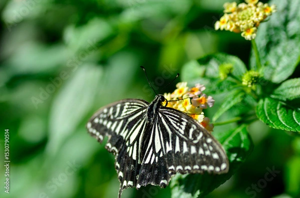 Obraz アゲハチョウ