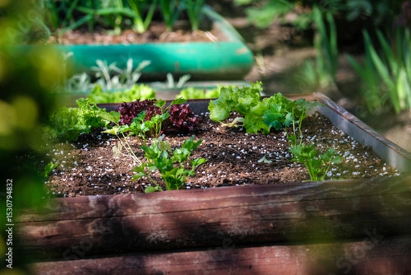 Obraz Raised beds in spring in a beautiful garden in the city.