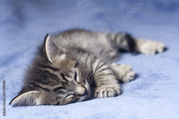 Fototapeta Cachorro de gato