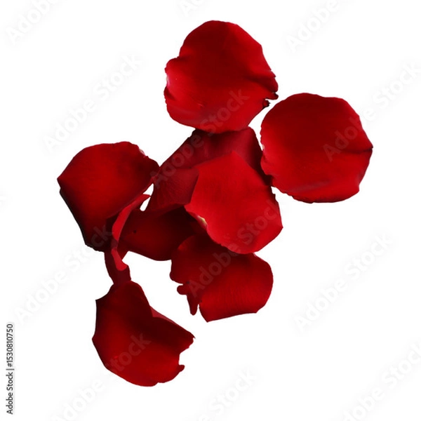 Obraz Red rose petals
